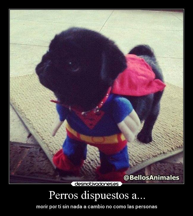 carteles vida perros que dan por personas saben existe ese perro desmotivaciones