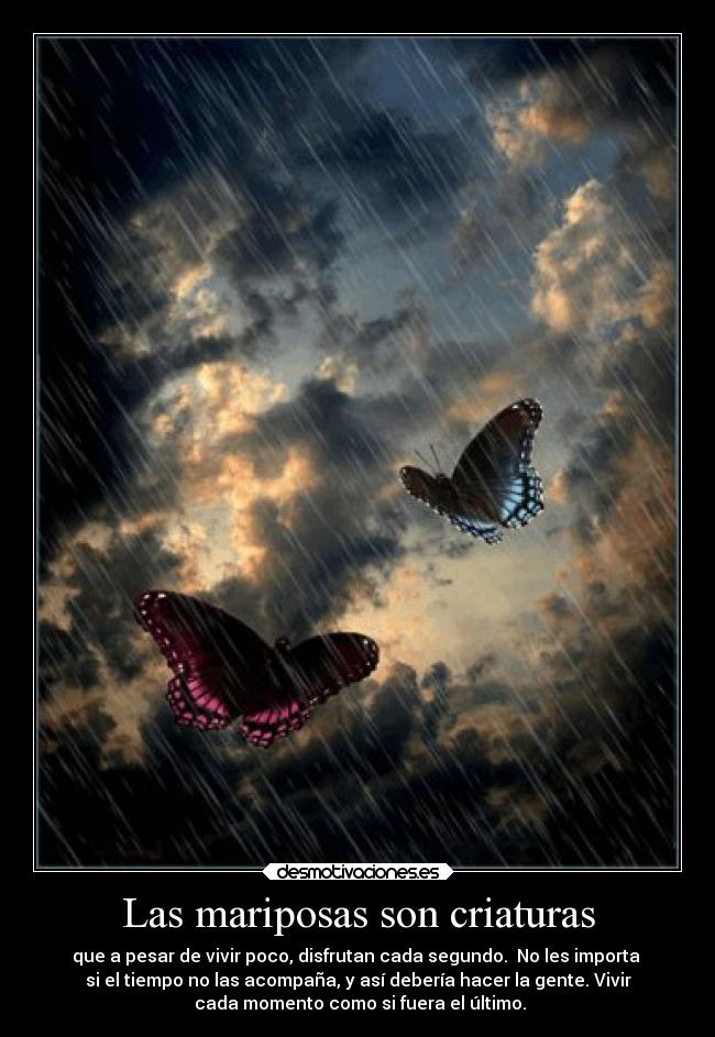 Las mariposas son criaturas - 