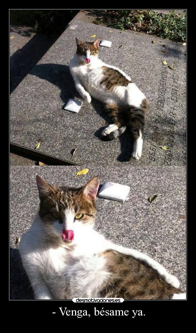 - Venga, bésame ya. -