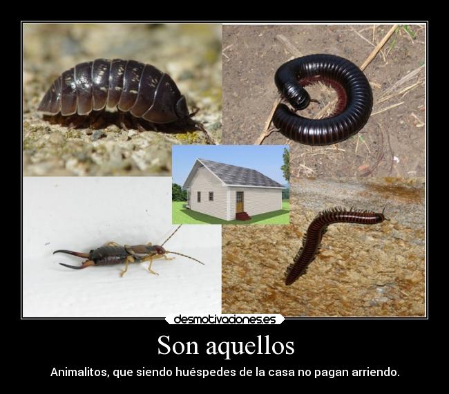 Son aquellos - Animalitos, que siendo huéspedes de la casa no pagan arriendo.