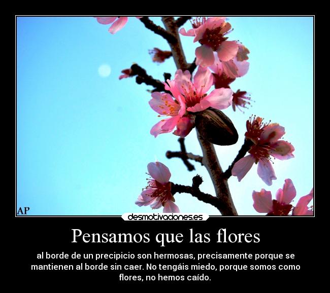Pensamos que las flores - 