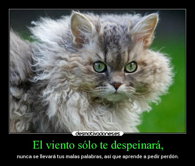 El viento sólo te despeinará, -