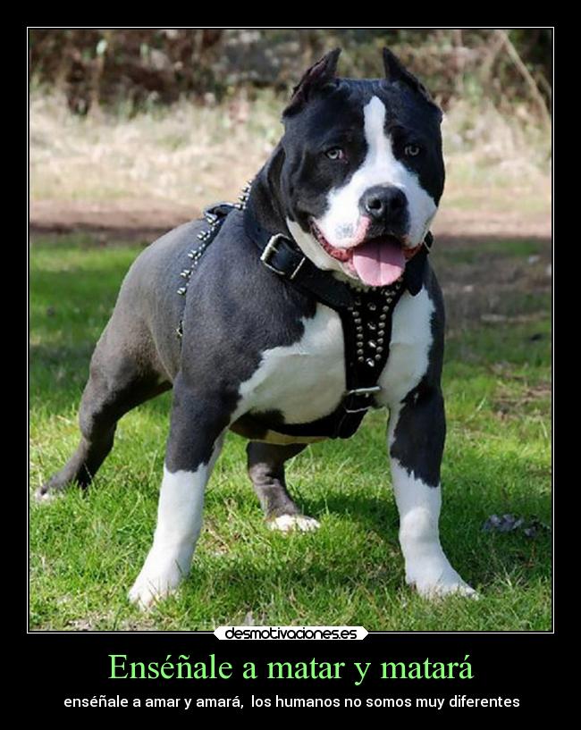 Enséñale a matar y matará - 