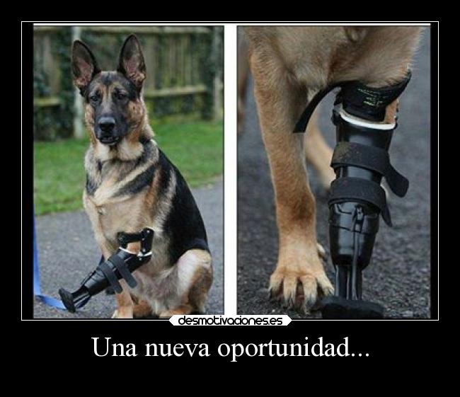 carteles amor animales dysolcarteles desmotivaciones