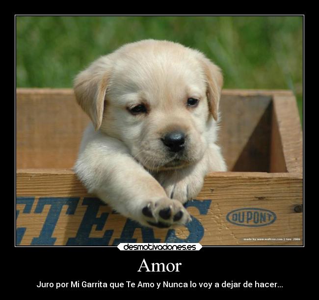 carteles amor amor desmotivaciones
