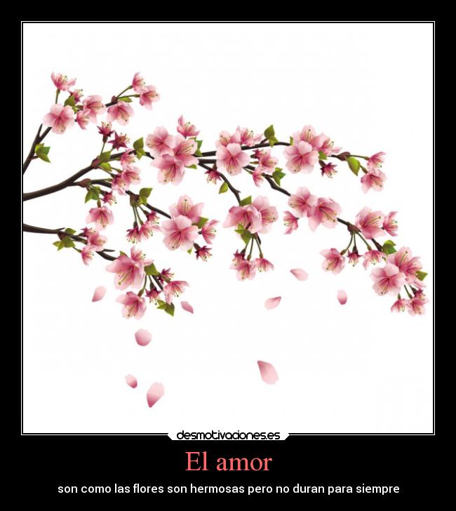 El amor - son como las flores son hermosas pero no duran para siempre