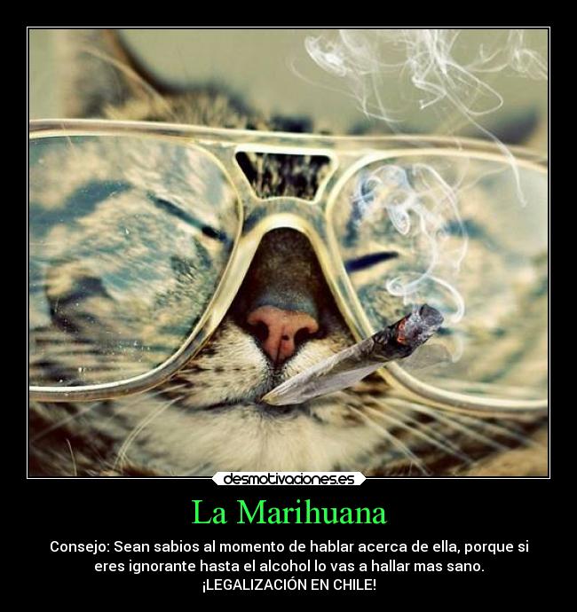 carteles amor felicidad marihuana gato experiencia desmotivaciones