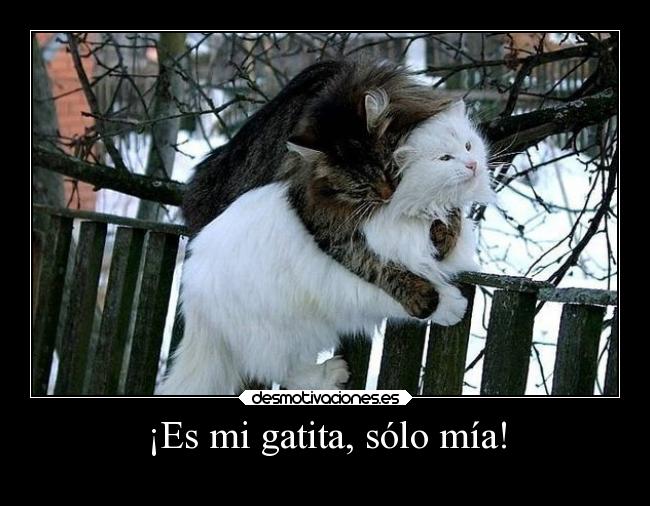 ¡Es mi gatita, sólo mía! - 