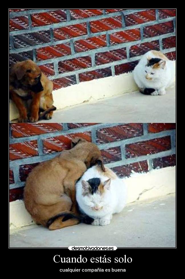 Cuando estás solo - cualquier compañía es buena
