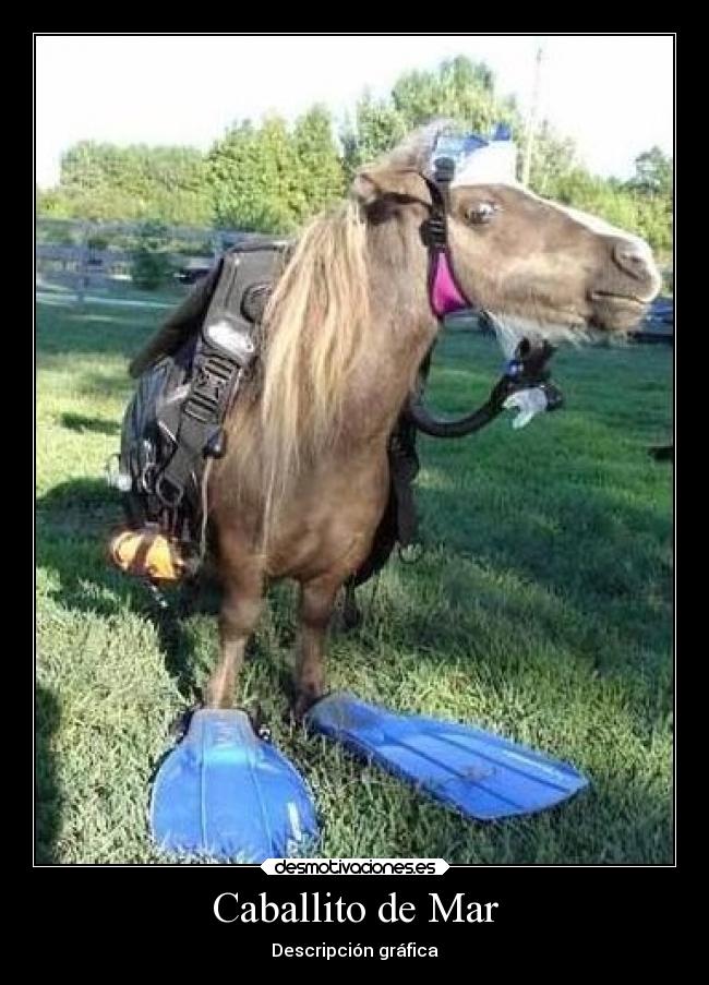 Caballito de Mar - Descripción gráfica