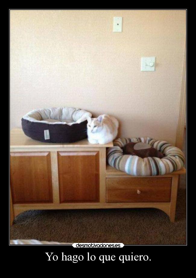 Yo hago lo que quiero. -