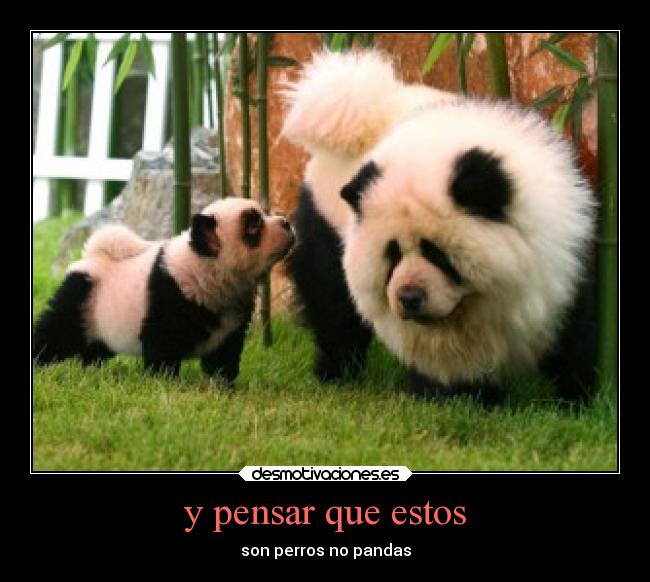 y pensar que estos - son perros no pandas
