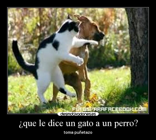 ¿que le dice un gato a un perro? - toma puñetazo