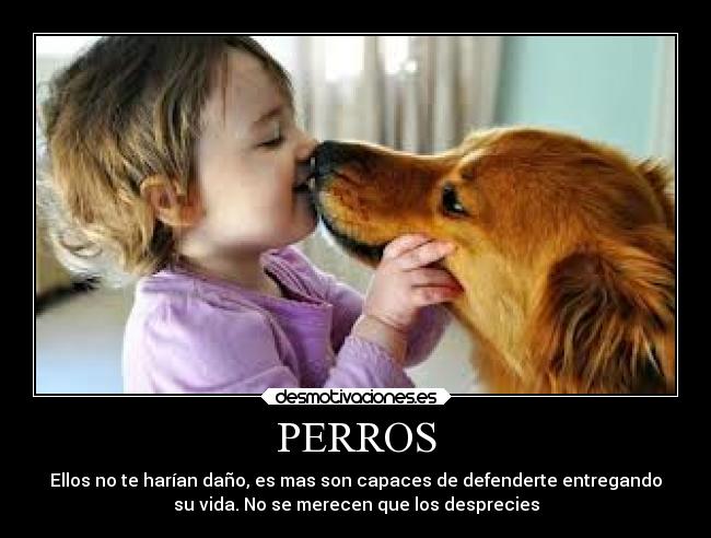 PERROS - 
