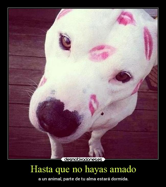 Hasta que no hayas amado -