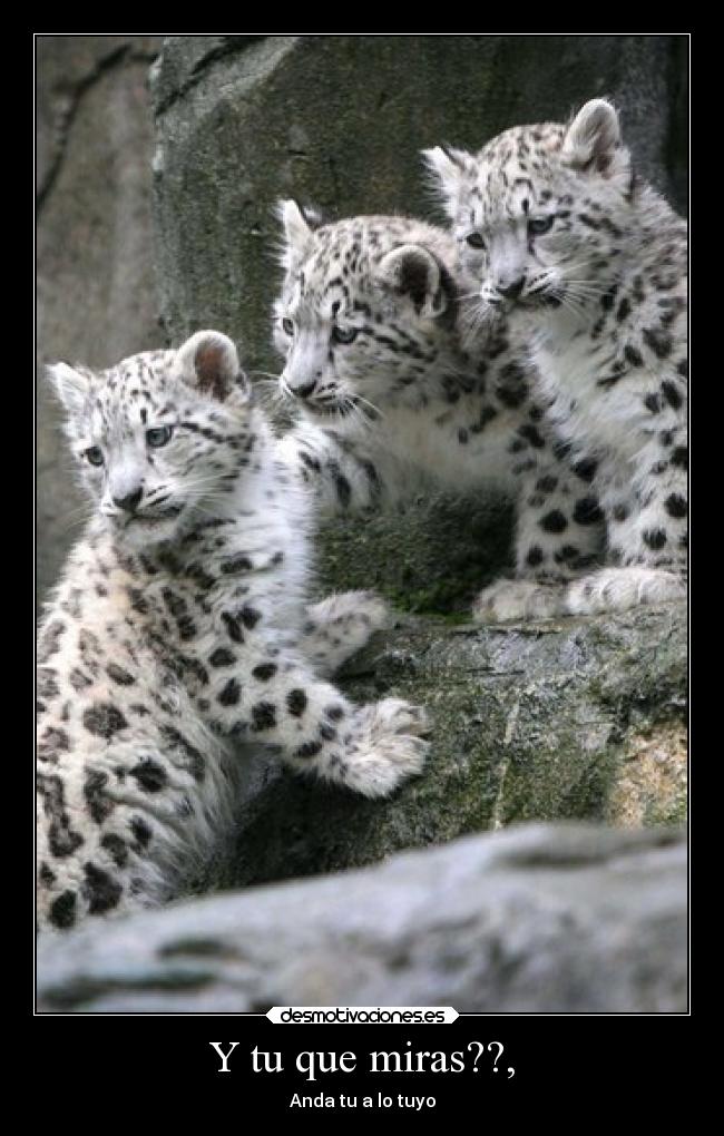 carteles animales desmotivaciones