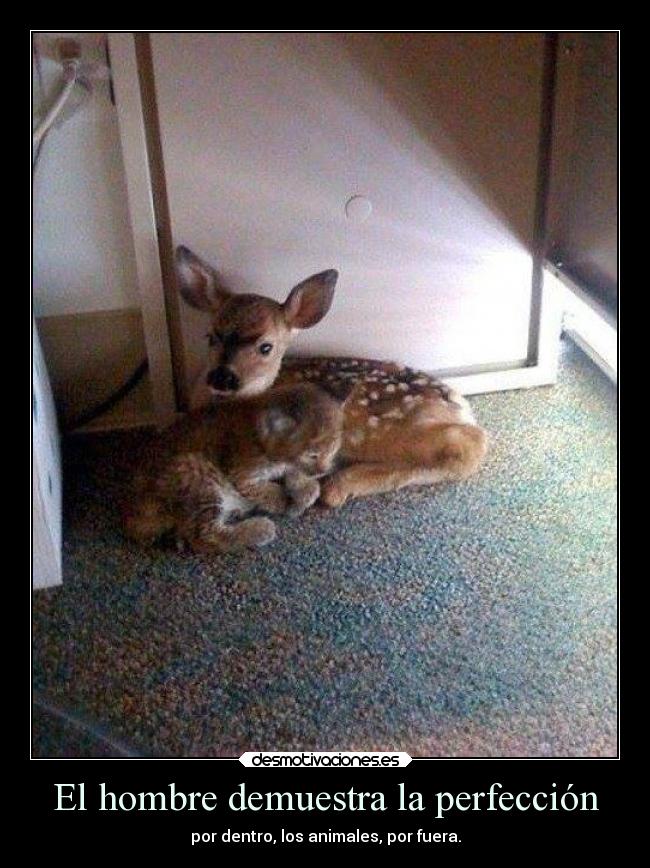 El hombre demuestra la perfección - 