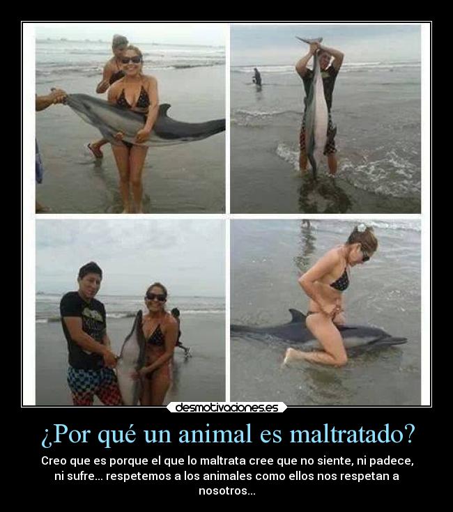 ¿Por qué un animal es maltratado? - 