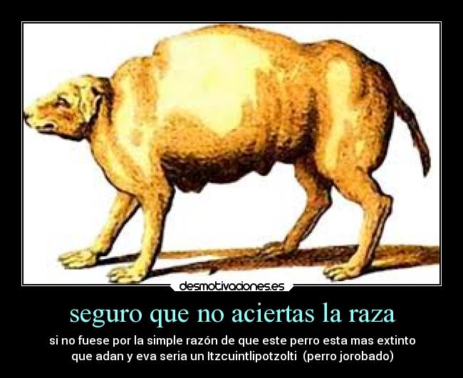 seguro que no aciertas la raza - si no fuese por la simple razón de que este perro esta mas extinto
que adan y eva seria un Itzcuintlipotzolti (perro jorobado)