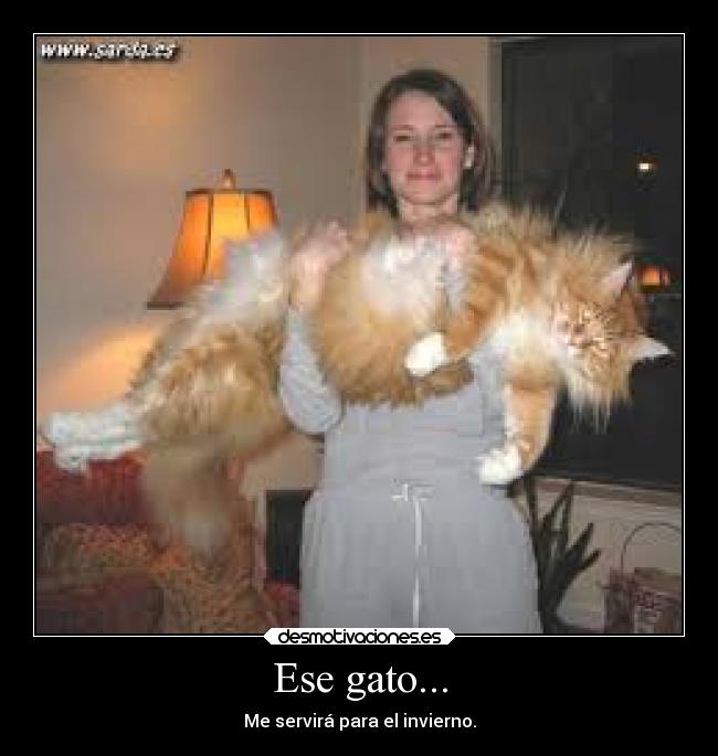 Ese gato... - Me servirá para el invierno.