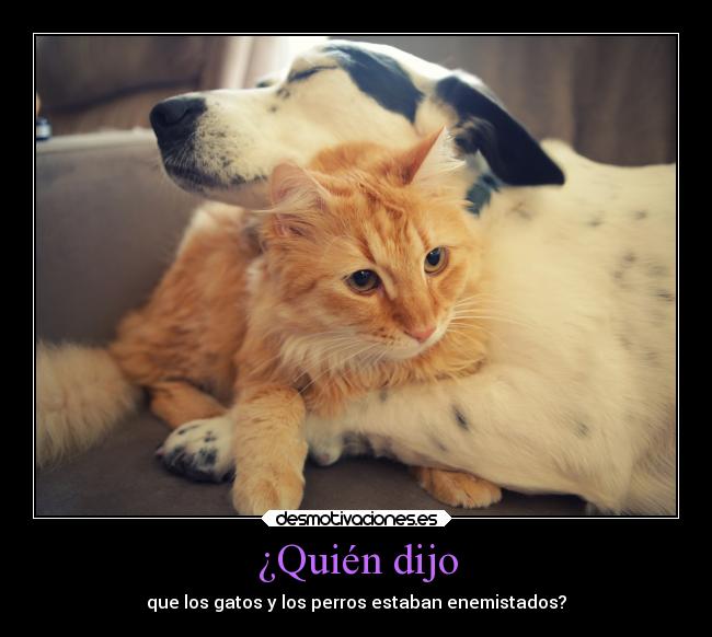 carteles animales gatos perros desmotivaciones