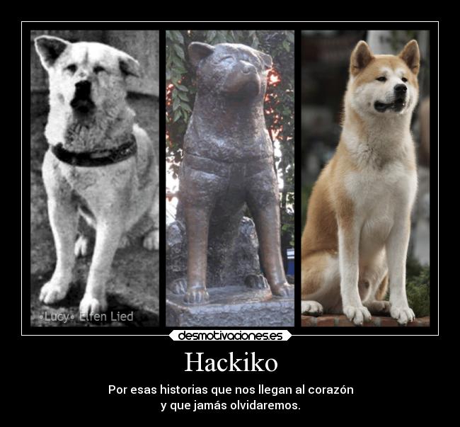 carteles animales hachiko desmotivaciones