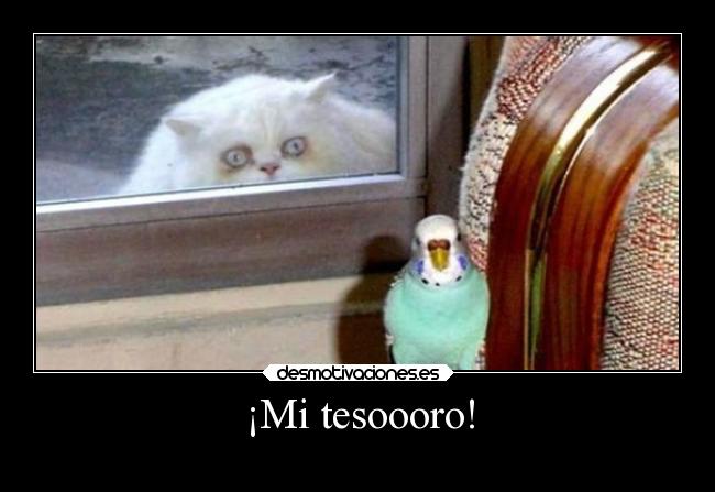 carteles animales hook tesoro gato pajaro desmotivaciones