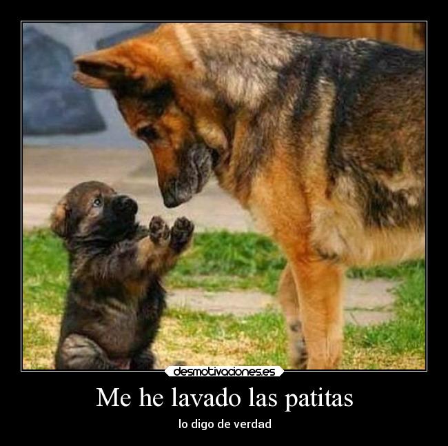 Me he lavado las patitas - lo digo de verdad