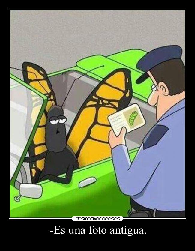 carteles animales humor fotos wisdom ejercitodemar desmotivaciones