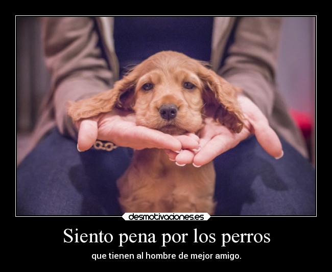 Siento pena por los perros -