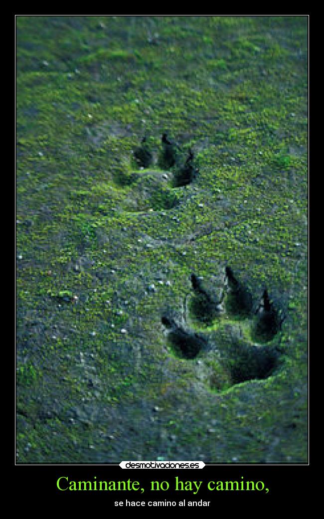 carteles animales lobos huellas caminantes caminos poesia versos desmotivaciones