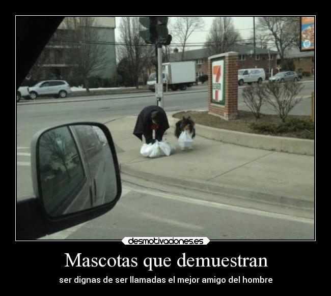 Mascotas que demuestran - 