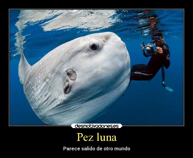 Pez luna - Parece salido de otro mundo