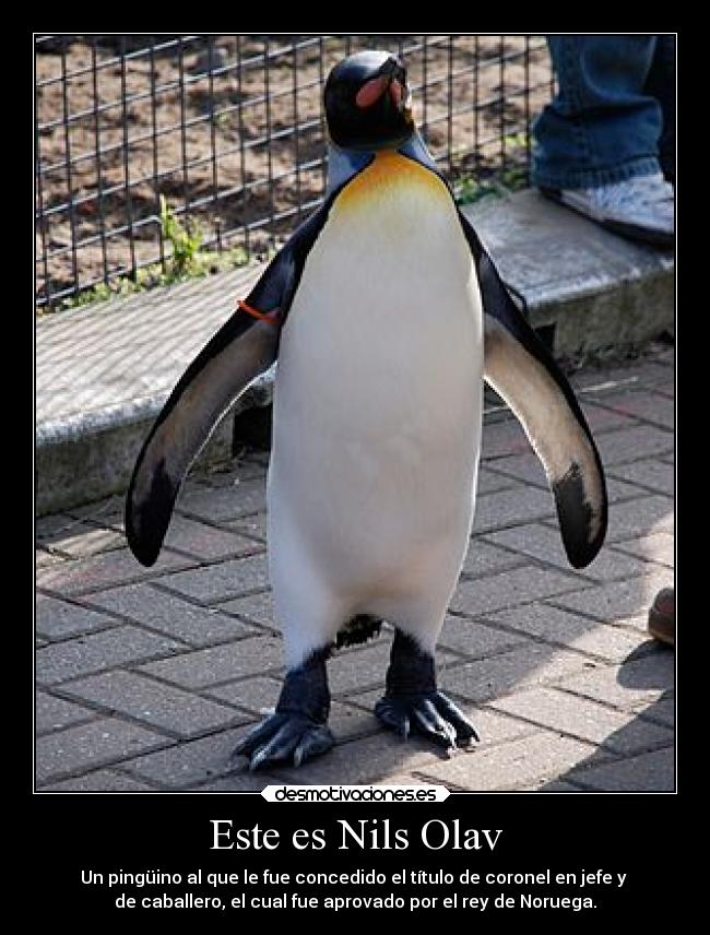 Este es Nils Olav - Un pingüino al que le fue concedido el título de coronel en jefe y
de caballero, el cual fue aprovado por el rey de Noruega.