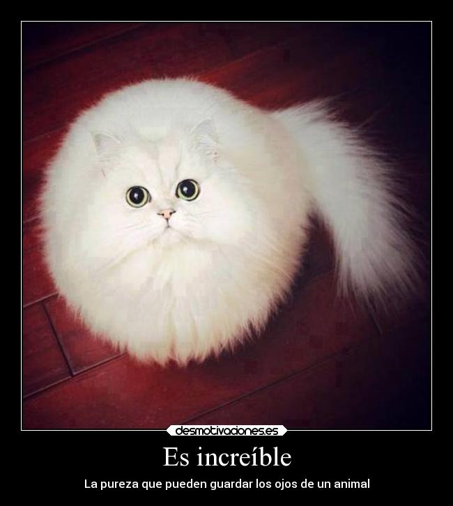 Es increíble - La pureza que pueden guardar los ojos de un animal