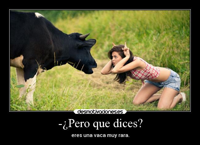 carteles animales vaquitacuriosa vaca desmotivaciones