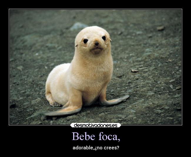 Bebe foca, -