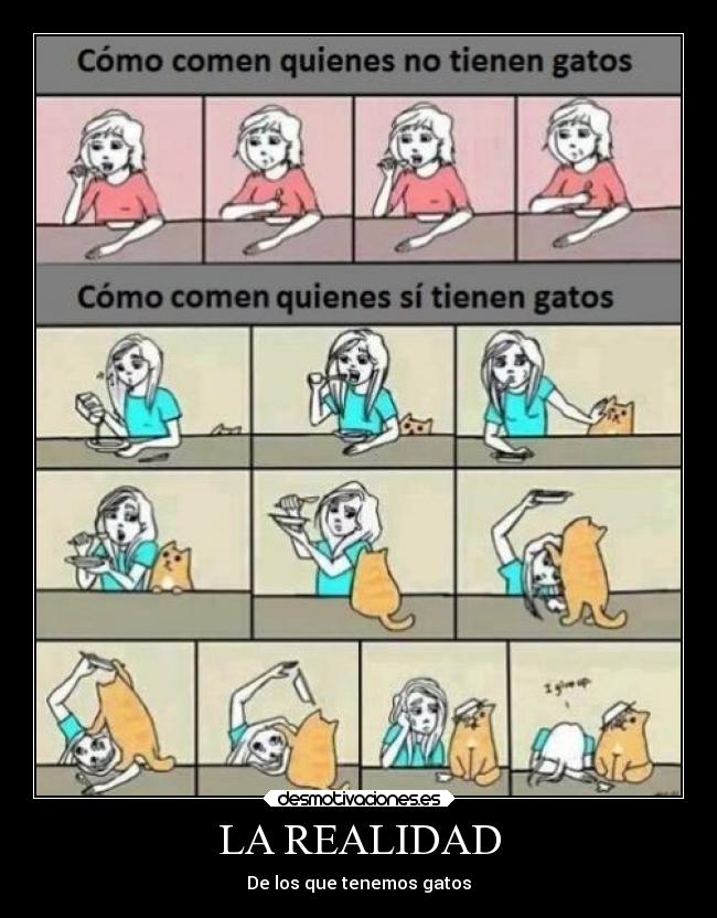 LA REALIDAD - De los que tenemos gatos