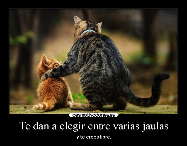 carteles arte alma gatos libertad desmotivaciones rorschachdewatchmen consejos desmotivaciones