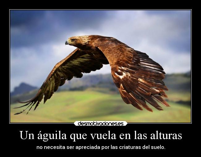 Un águila que vuela en las alturas -