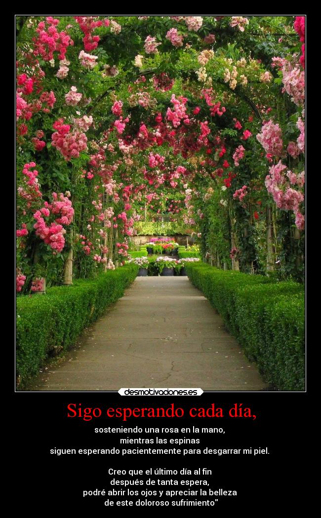 Sigo esperando cada día, - sosteniendo una rosa en la mano,
mientras las espinas
siguen esperando pacientemente para desgarrar mi piel.
Creo que el último día al fin
después de tanta espera,
podré abrir los ojos y apreciar la belleza
de este doloroso sufrimiento