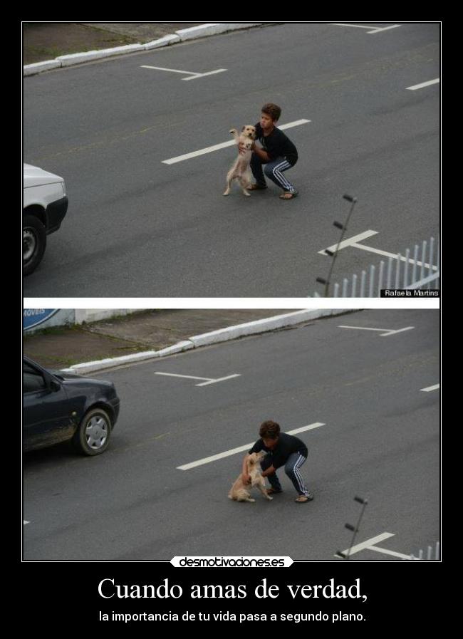 carteles ayuda animales amor nino queria salvar perro ser atropellado eso tan tierno desmotivaciones