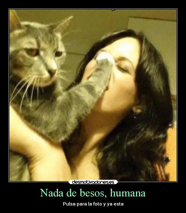 carteles besos besos humor gatos graciosos humanos fotos foto kiss beso desmotivaciones