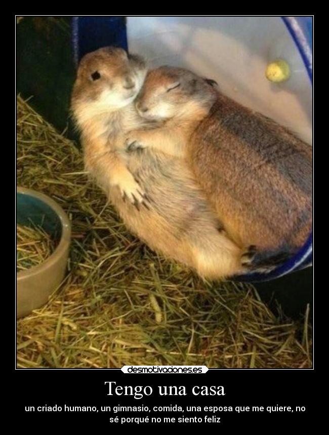 Tengo una casa - un criado humano, un gimnasio, comida, una esposa que me quiere, no
sé porqué no me siento feliz