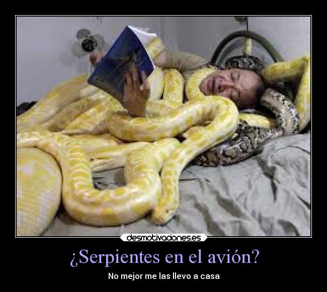 ¿Serpientes en el avión? - No mejor me las llevo a casa