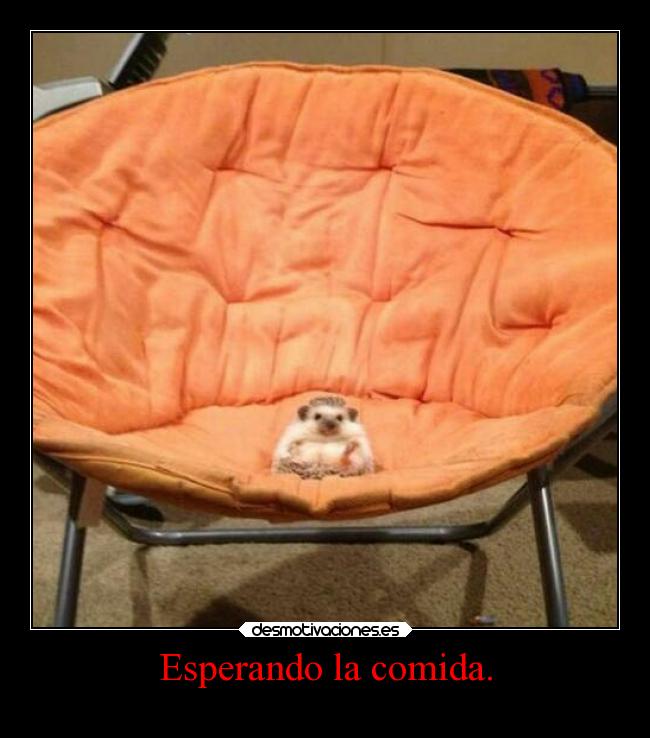 Esperando la comida. - 