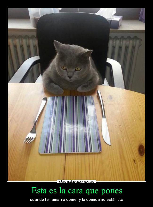 carteles comida gatos cara mesa desmotivaciones