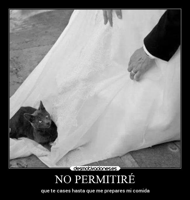 carteles comida humor gatos boda permitire cases hasta prepares desmotivaciones