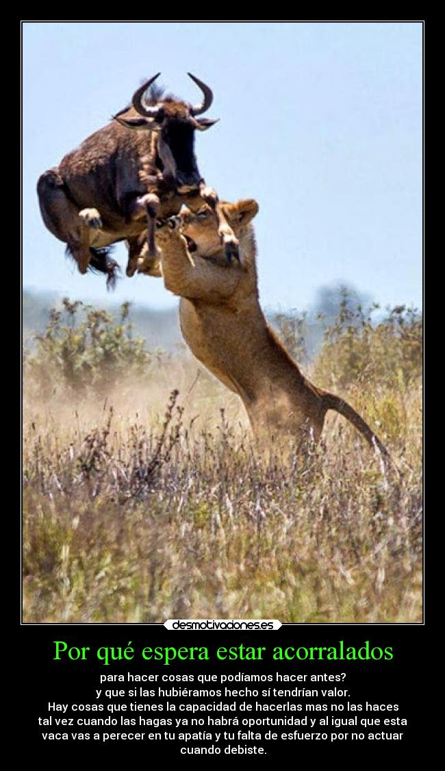 Por qué espera estar acorralados - para hacer cosas que podíamos hacer antes?
y que si las hubiéramos hecho sí tendrían valor.
Hay cosas que tienes la capacidad de hacerlas mas no las haces
tal vez cuando las hagas ya no habrá oportunidad y al igual que esta
vaca vas a perecer en tu apatía y tu falta de esfuerzo por no actuar
cuando debiste.