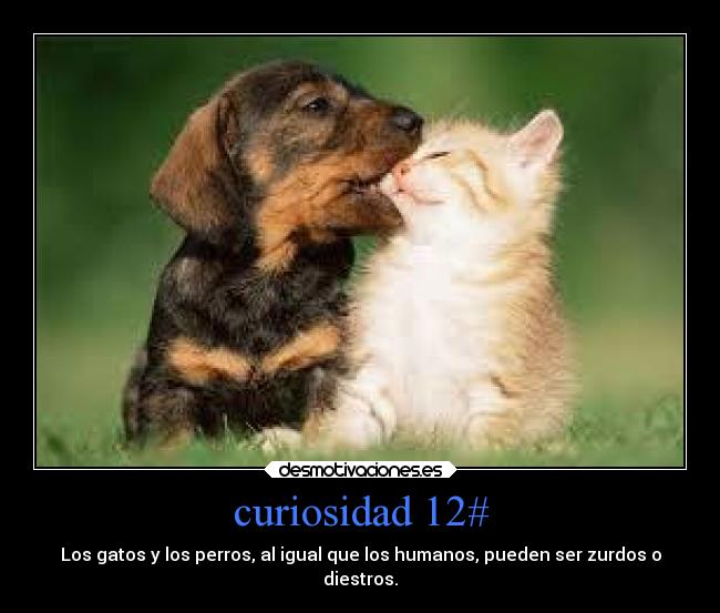 curiosidad 12# -